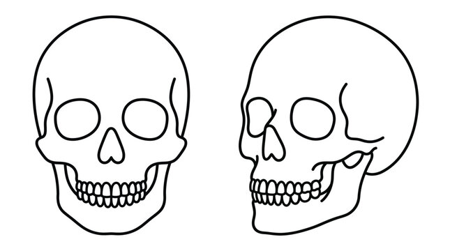 Human skull vector illustration showing front and side profile views in clean bold black lines