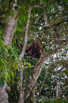 View of an orangutan resting in the branches of a tall tree in the rainforest, Malaysia.