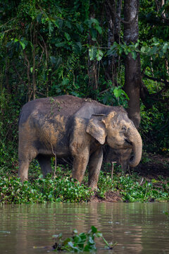 View of an elephant standing near a riverbank surrounded by lush jungle vegetation in Malaysia.