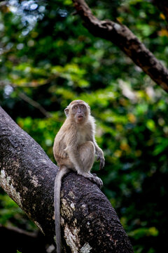 View of a long-tailed macaque sitting on a thick tree branch in a lush tropical forest in Malaysia.