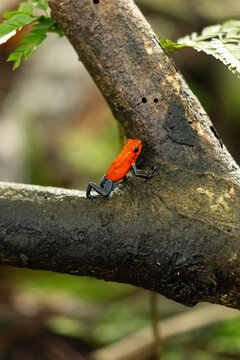 View of a vibrant strawberry poison-dart frog with a bright orange body and dark blue legs perched on a textured mossy tree branch in the rainforest of Costa Rica.