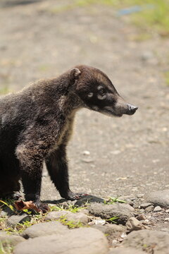 View of a white-nosed coati standing on a rocky path in Costa Rica.