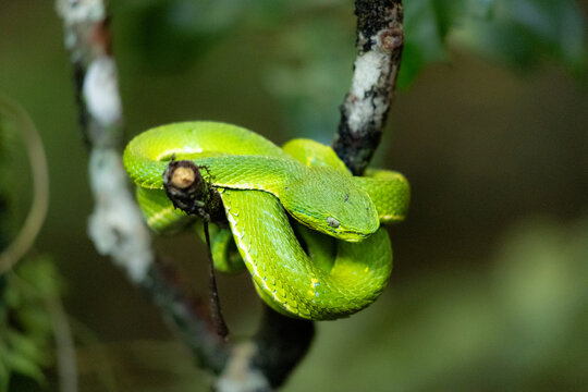 View of a vibrant green snake coiled around a thin tree branch in a lush forest environment, Costa Rica.