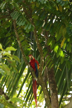 View of a scarlet macaw perched on a tree branch in a lush tropical forest in Costa Rica.