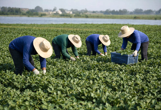 Workers harvesting green plants in agricultural field near water