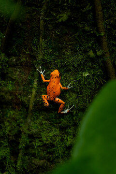 View of a vibrant orange strawberry poison-dart frog clinging to a moss-covered tree trunk in the tropical rainforest of Bastimentos Island, Bocas del Toro Province, Panama.