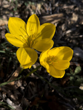 Yellow crocus flowers blooming in the garden, Gers, Saint-Georges, France