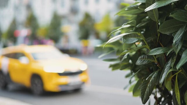 A yellow taxi drives past a blurred backdrop of rows of trees and cars on a busy street. Green leaves in the foreground frame the view, adding depth to the scene