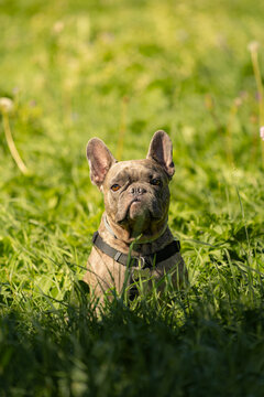 View of a brindle French Bulldog sitting in a lush green meadow during a sunny day in Gressoney-Saint-Jean, Aosta Valley, Italy.