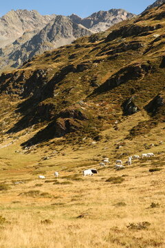 View of a herd of white cows grazing on the grassy slopes of the Alps in the mountain landscape of Madesimo, Lombardy, Italy.