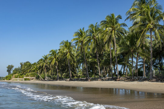 View of Saint Martins Island beach with a row of lush palm trees along the sandy shore under a clear blue sky in Cox's Bazar District, Chittagong Division, Bangladesh.