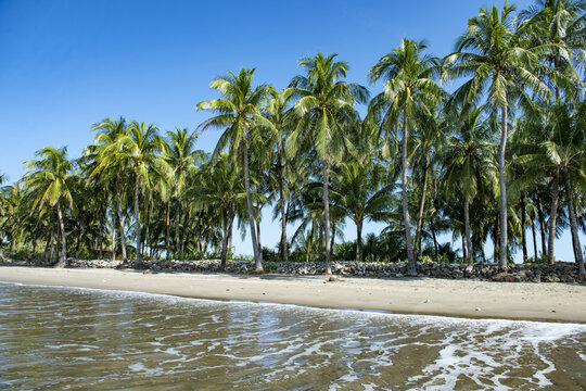 View of Saint Martins Island featuring a row of lush palm trees along a sandy beach with a stone embankment under a clear blue sky in Cox's Bazar District, Chittagong Division, Bangladesh.