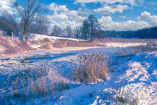 Winter landscape. Banks of a frozen river with reeds and trees