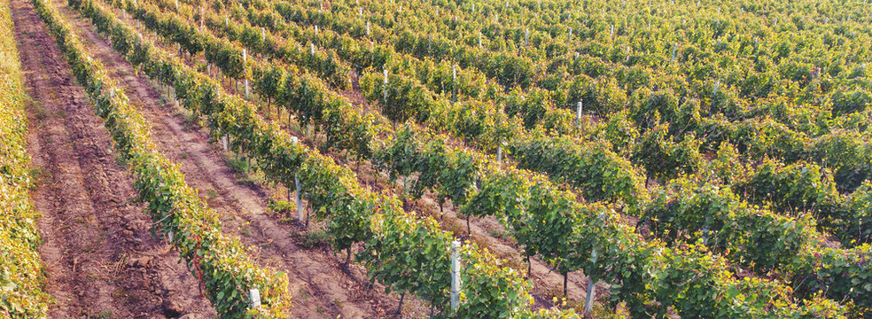 Agricultural landscape, farmland. Vineyard in autumn. Row of vines. View from above