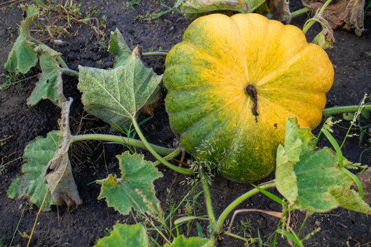 Large yellow and green pumpkin ripening on the ground in an autumn garden