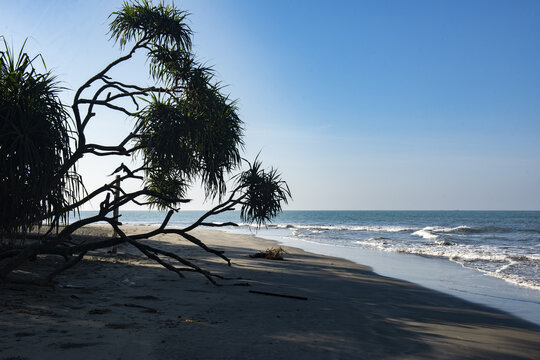 View of Saint Martin's Island West Beach with a pandanus tree on the sandy shore under a clear blue sky in Cox's Bazar District, Chittagong Division, Bangladesh.