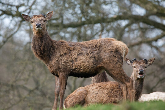 Young red deer stags with growing antler buds standing in a grassy meadow with trees in the background.