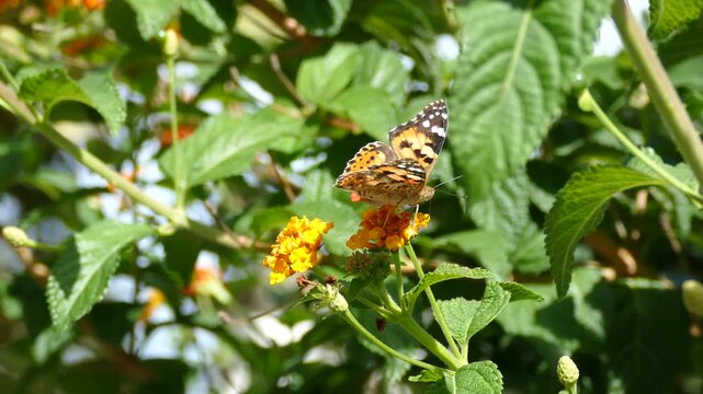 Painted Lady (Vanessa cardui) butterfly moving around on a orange flower in Zurich, Switzerland