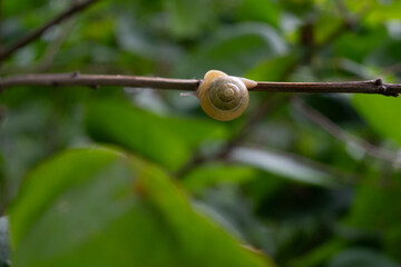 A garden snail with a pale shell sits on a thin branch against a blurred green foliage background. The natural daylight creates a calm and peaceful wildlife scene in a garden. © Margarita