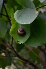 A vertical close-up of a dark brown garden snail sitting on a broad green leaf with a visible bite hole. The natural garden setting highlights the spiral shell and fresh foliage. © Margarita