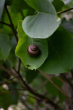 A vertical close-up of a dark brown garden snail sitting on a broad green leaf with a visible bite hole. The natural garden setting highlights the spiral shell and fresh foliage.