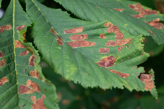 A macro view of a horse chestnut leaf with distinct brown necrotic spots and irregular patches. The green veins and textured surface are clearly visible under soft natural lighting.