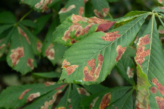 A close-up of a green horse chestnut leaf showing extensive brown necrotic spots and dry patches. The natural daylight clearly reveals the leaf veins and organic texture.