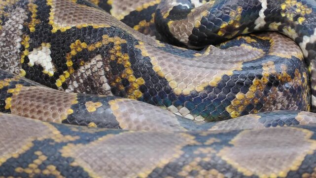Reticulated python on the grass coiled low to the ground amidst green plants and foliage.