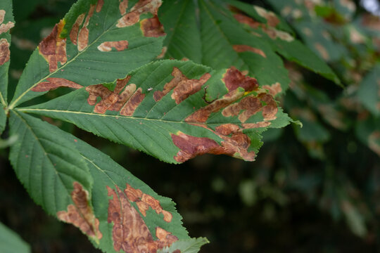 A macro shot of a horse chestnut leaf exhibiting large brown rust-like necrotic patches. The textured green surface and prominent veins are highlighted by the natural garden light.