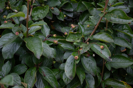 A macro view of small unripe cotoneaster fruits with pinkish tips hanging on a branch. Glossy green leaves with water drops create a fresh and damp garden hedge atmosphere.