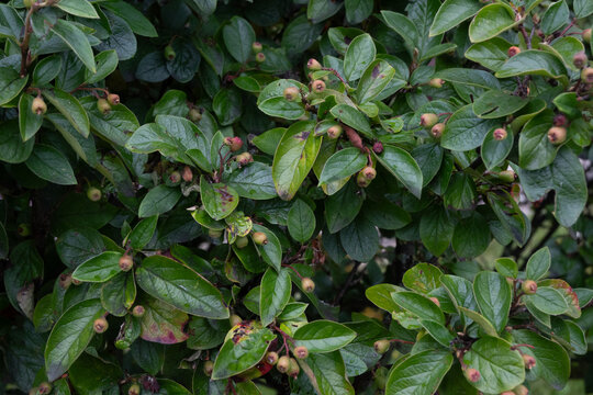 A dense cotoneaster hedge with glossy dark green leaves and scattered unripe fruits. Small water droplets cling to the foliage, suggesting a wet and humid garden morning.