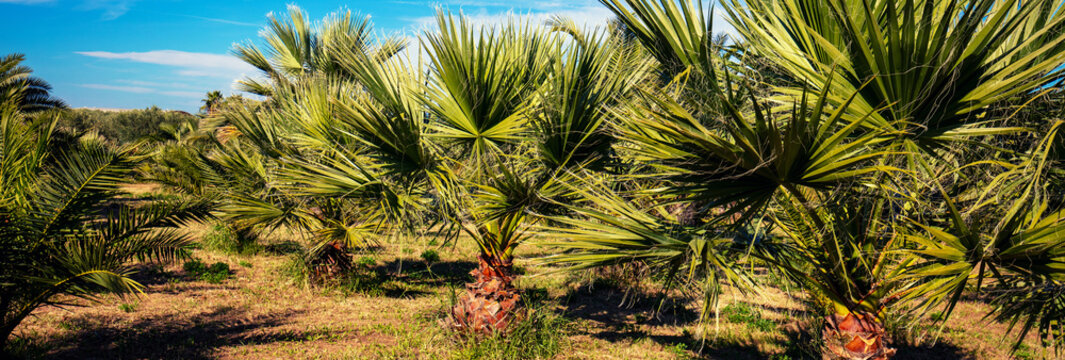 Palm grove in autumn. Tropical nature landscape