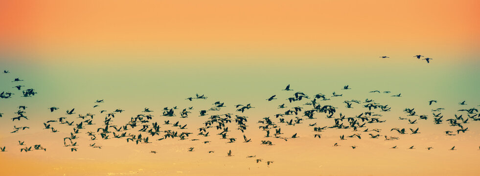 Birds against the background of the mountains in the evening. The Hula Valley in northern Israel at sunset