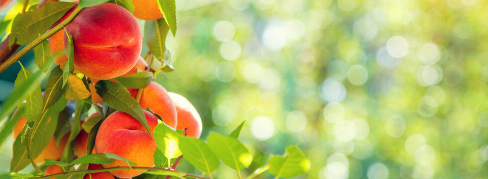 Peach on a branch in an orchard. Harvest of ripe peaches