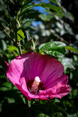 Różowy kwiat hibiskusa  © Maciej G. Szling