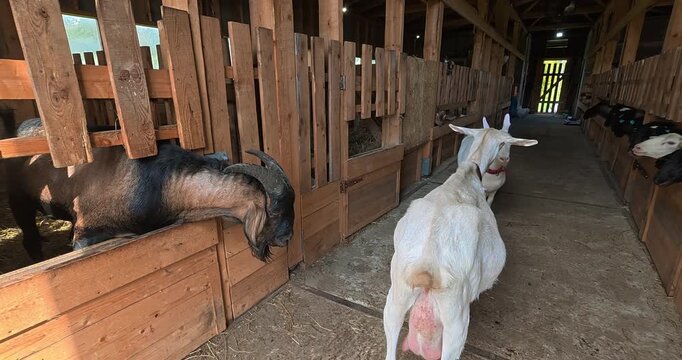 Sheep farm. Sheep are butting heads in the pen. Farm life, animal care.