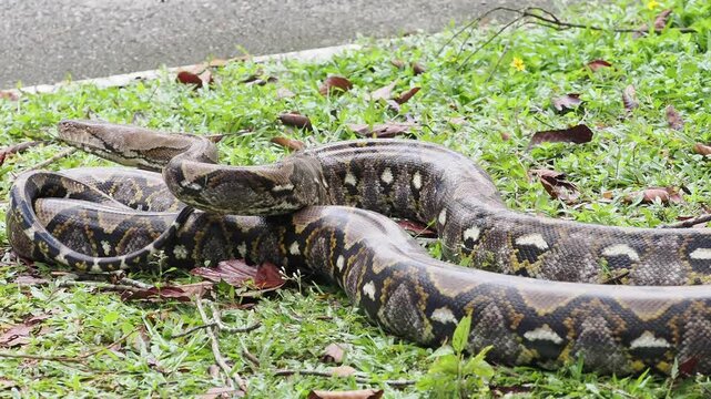 Reticulated python on the grass coiled low to the ground amidst green plants and foliage.