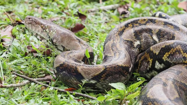 Reticulated python on the grass coiled low to the ground amidst green plants and foliage.