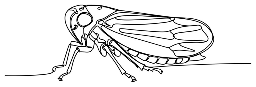 Cicada insect with wings in minimalist continuous line art style