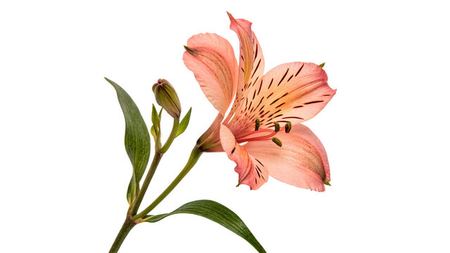 Single beautiful pink alstroemeria Peruvian lily flower isolated on transparent background.