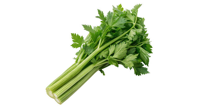 Bunch of fresh green organic celery herb stalks isolated on transparent background.