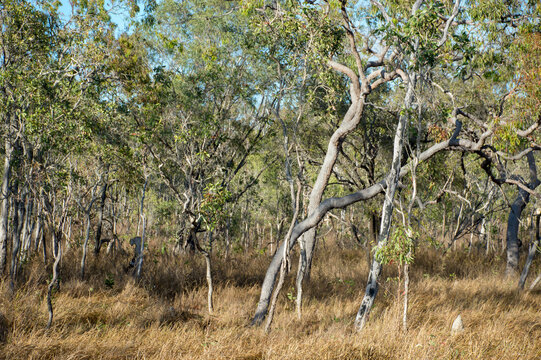 Australian Outback scenery, bushland and bushland details in Far North Queensland, Mount Surprise region