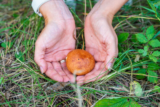 Hands holding freshly picked Suillus mushroom in forest. Wild mushroom harvest represents foraging, seasonal food gathering and connection with nature