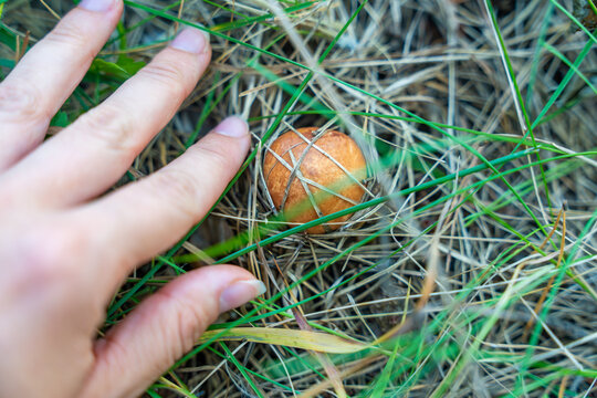 Hand discovering Suillus mushroom hidden among grass and pine needles in forest. Finding wild edible mushroom represents foraging, searching and seasonal harvest