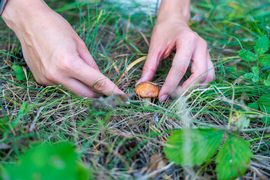 Hands cutting Suillus mushroom with knife while foraging in forest. Careful mushroom picking represents seasonal harvesting and gathering wild food from nature