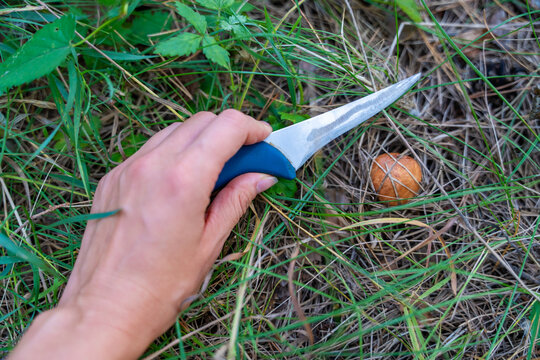 Hands cutting Suillus mushroom with knife while foraging in forest. Careful mushroom picking represents seasonal harvesting and gathering wild food from nature