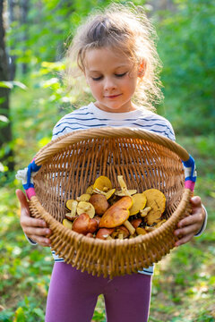 Young girl collecting mushrooms in wicker basket during forest walk. Mushroom picking encourages children to explore nature and learn about seasonal food