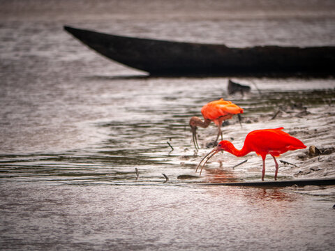 Scarlet ibis