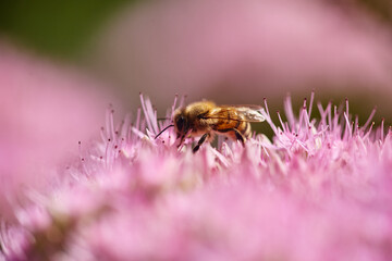 Honeybee collecting nectar on pink sedum flowers macro photo. Close-up photo of honey bee pollinating pink stonecrop flower head with soft blurred background. © tygrys74