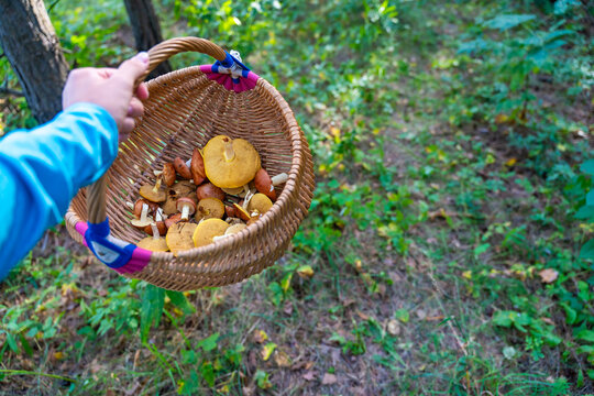 Person collecting Suillus mushrooms in wicker basket while foraging in pine forest. Mushroom picking represents seasonal harvest and gathering food from nature